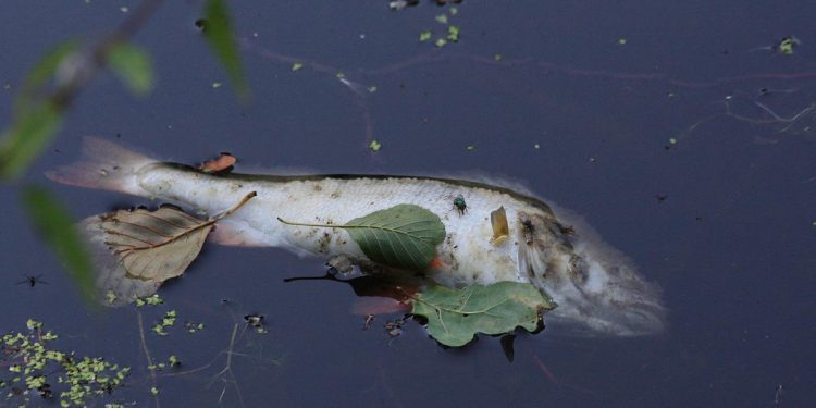 Śnięte ryby w kolejnej rzece! Tym razem w Niemczech. Są ich tysiące