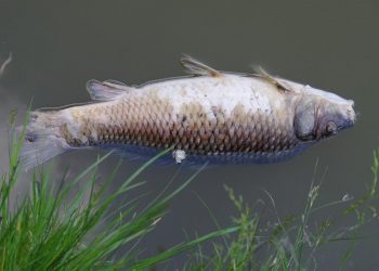 Śnięte ryby w kolejnej polskiej rzece! Wojewoda zwołał sztab kryzysowy