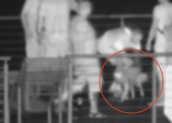 Znęcali się nad psem. Prezydent miasta opublikował nagranie: „Brakuje mi słów!” [WIDEO]