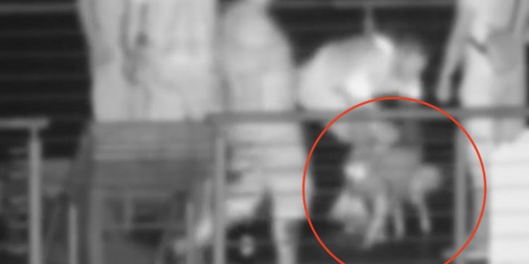 Znęcali się nad psem. Prezydent miasta opublikował nagranie: „Brakuje mi słów!” [WIDEO]