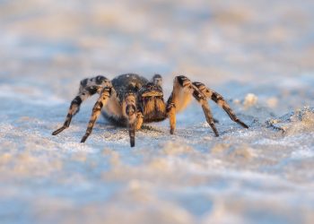 Tarantula ukraińska