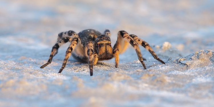 Tarantula ukraińska