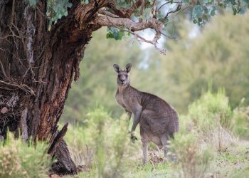 Kangur zabił mężczyznę w jego domu. Potem nie chciał dopuścić ratowników