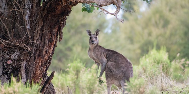 Kangur zabił mężczyznę w jego domu. Potem nie chciał dopuścić ratowników