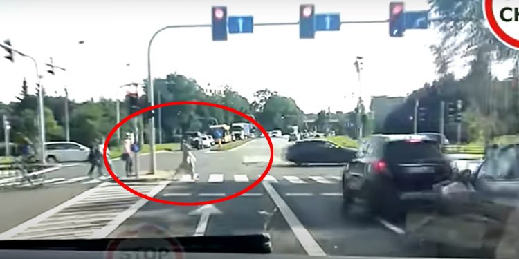 Karetka pędziła na sygnale. Tymczasem na przejściu dla pieszych… [WIDEO]