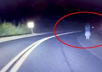 Zobaczyła to w nocy na leśnej drodze! Wszystko nagrała kamera [WIDEO]