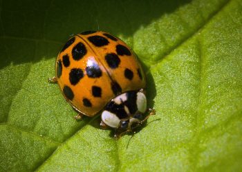 Prawdziwa inwazja nowego gatunku biedronek. Mogą być niebezpieczne dla człowieka [WIDEO]