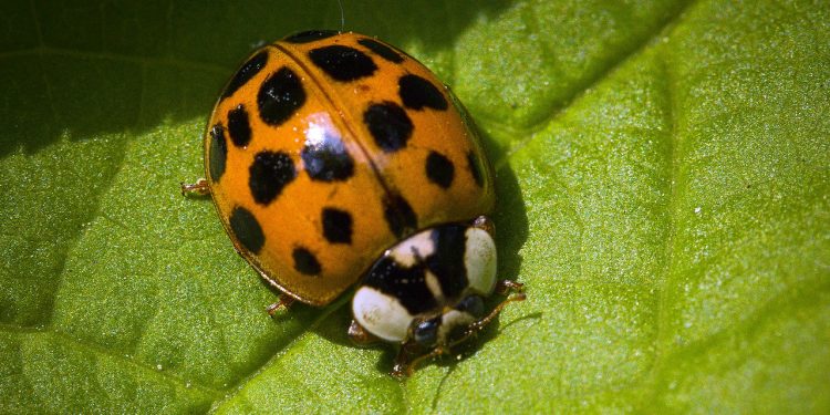 Prawdziwa inwazja nowego gatunku biedronek. Mogą być niebezpieczne dla człowieka [WIDEO]