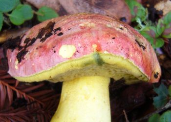 Tego grzyba zrywać nie wolno. Można dostać nawet 5 tysięcy złotych kary!