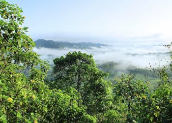 Niesamowite odkrycie naukowców. Znaleźli najwyższe drzewo na świecie!