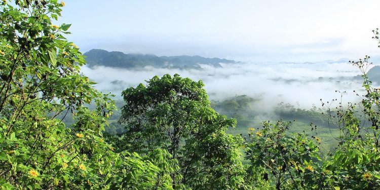 Niesamowite odkrycie naukowców. Znaleźli najwyższe drzewo na świecie!