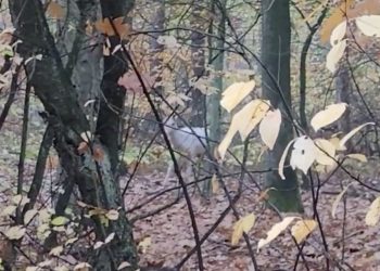 Niesamowite zwierzę nagrane w polskim lesie. Nie mogli uwierzyć w to, co widzą [WIDEO]