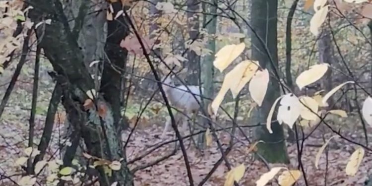 Niesamowite zwierzę nagrane w polskim lesie. Nie mogli uwierzyć w to, co widzą [WIDEO]