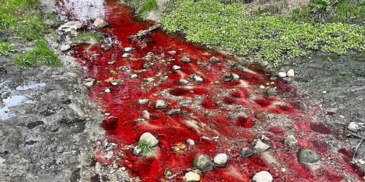 Czerwona woda w rzece w Łodzi! „Pobrano próbki do badań” [FOTO]