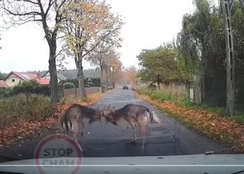 Daniele walczyły na środku drogi. Samochody niewiele ich obchodziły [WIDEO]
