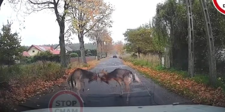 Daniele walczyły na środku drogi. Samochody niewiele ich obchodziły [WIDEO]