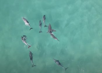 Niecodzienne nagranie. Delfiny nagle zaczęły krążyć wokół [WIDEO]