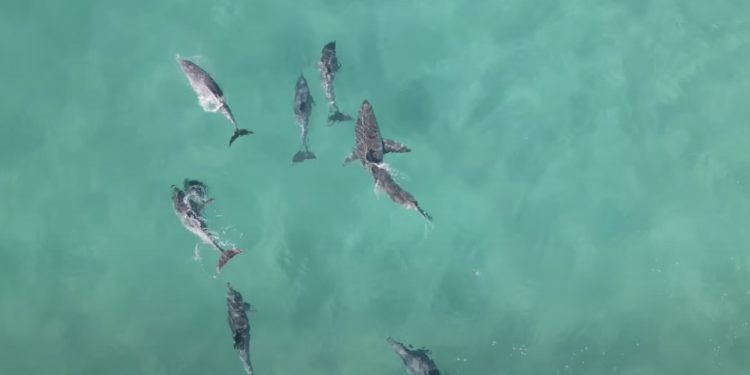 Niecodzienne nagranie. Delfiny nagle zaczęły krążyć wokół [WIDEO]