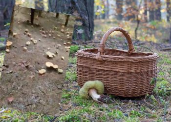 Wysyp grzybów w Czechach