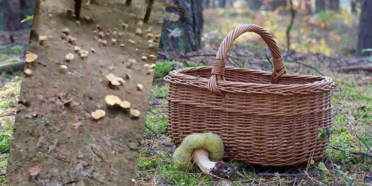 Wysyp grzybów w Czechach