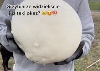 To się nazywa okaz! Pokazali nagranie z grzybobrania [WIDEO]