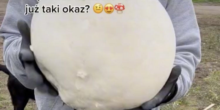 To się nazywa okaz! Pokazali nagranie z grzybobrania [WIDEO]
