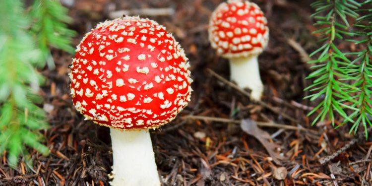 trujące grzyby