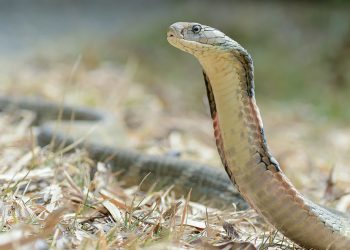 Kobra królewska uciekła z zoo. Może zabić człowieka w 15 minut!