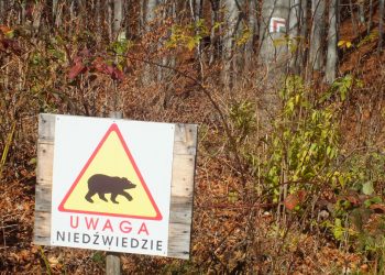 Niedźwiedź zaatakował człowieka w Bieszczadach! Poważne obrażenia