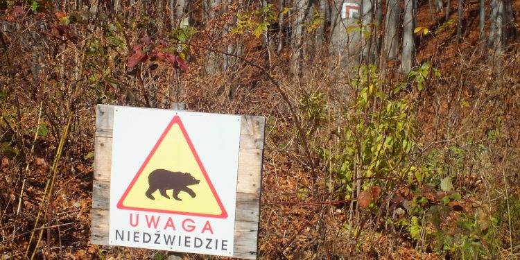 Niedźwiedź zaatakował człowieka w Bieszczadach! Poważne obrażenia