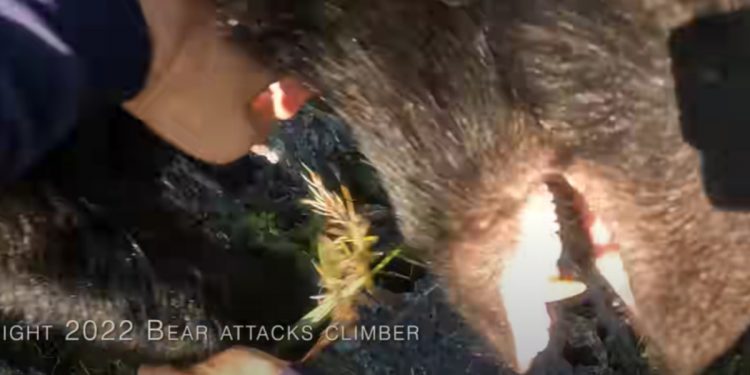 Niedźwiedź zaatakował mężczyznę w górach! Wszystko nagrano [WIDEO]