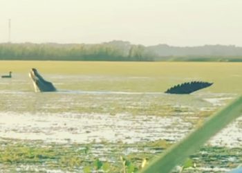 Ogromny aligator na nagraniu! Natknęli się na niego przypadkiem [WIDEO]