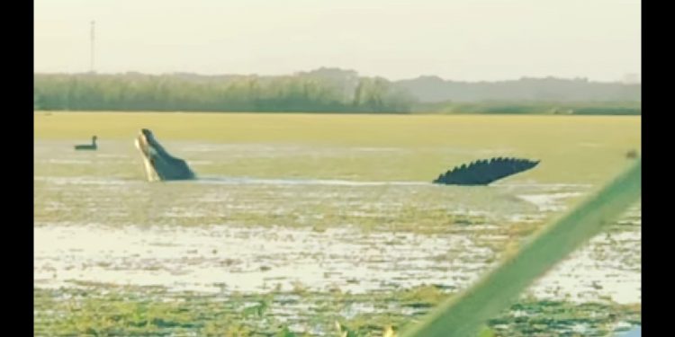 Ogromny aligator na nagraniu! Natknęli się na niego przypadkiem [WIDEO]