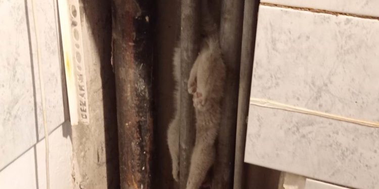 Strażacy musieli rozkuć ścianę. Oniemieli gdy zobaczyli, co było w środku [FOTO]