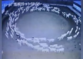 Zaskakujące zachowanie owiec zarejestrowano na monitoringu