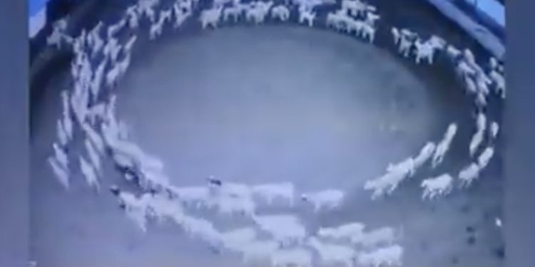 Zaskakujące zachowanie owiec zarejestrowano na monitoringu