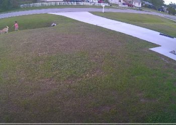 Pies obronił dziecko przed innym psem. Nagranie hitem sieci [WIDEO]