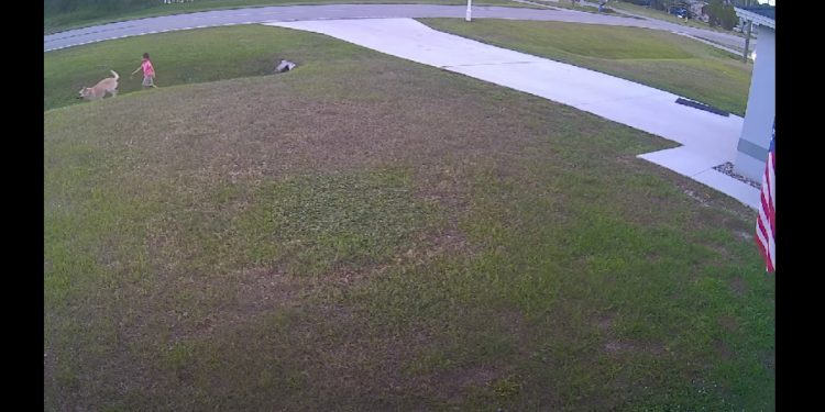 Pies obronił dziecko przed innym psem. Nagranie hitem sieci [WIDEO]