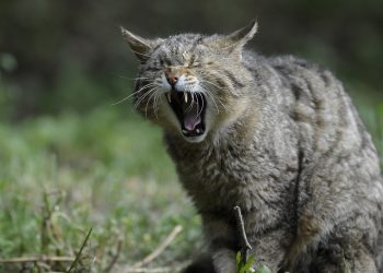 Myślał, że to kot. Szybko okazało się, jakie zwierzę tak na prawdę przygarnął