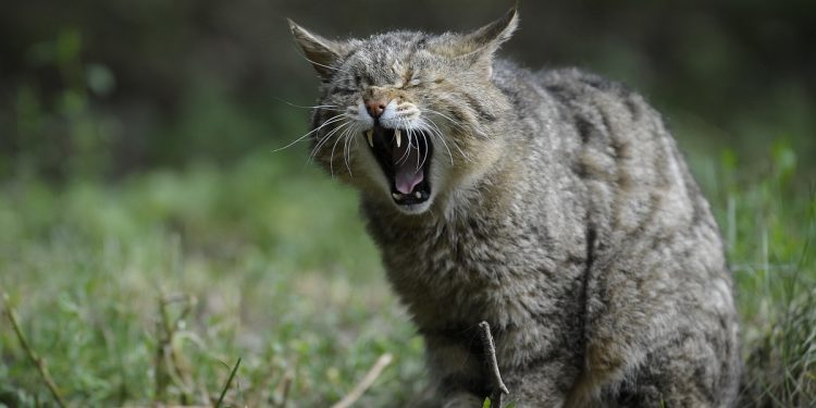 Myślał, że to kot. Szybko okazało się, jakie zwierzę tak na prawdę przygarnął