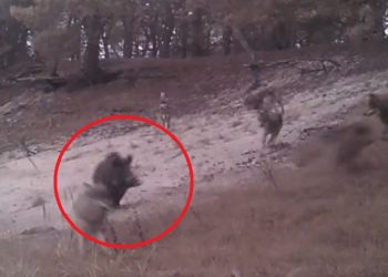 dzik pokonał watahę