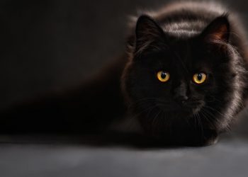 Kot ugryzł go w palec. Przeszedł 15 operacji i zmarł. „To rzadkie procesy”