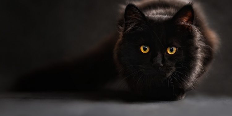 Kot ugryzł go w palec. Przeszedł 15 operacji i zmarł. „To rzadkie procesy”