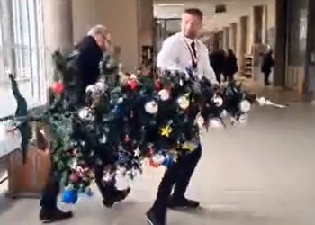 braun złapał za choinkę