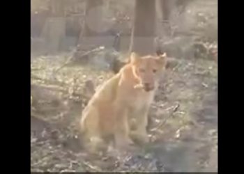 Lew pojawił się w lesie. To prezent od Ukraińców? [WIDEO]