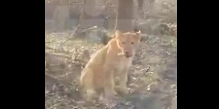 Lew pojawił się w lesie. To prezent od Ukraińców? [WIDEO]