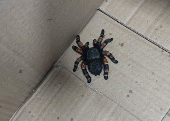 Myślała, że to zabójczy pająk i wezwała służby. Prawda okazała się komiczna