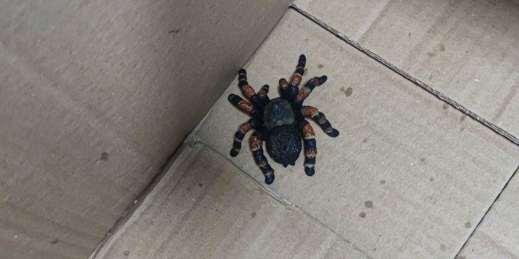 Myślała, że to zabójczy pająk i wezwała służby. Prawda okazała się komiczna