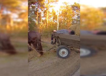 Pijany zasnął na wozie. Trudno uwierzyć, ile miał promili [WIDEO]