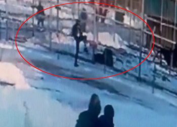 Pijana Rosjanka przeskoczyła barierkę. Zaatakował ją lew [WIDEO]